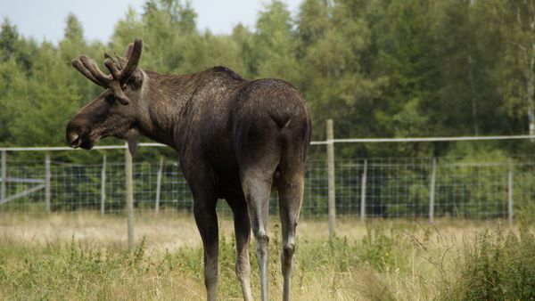 Moose Moose - Sputnik International