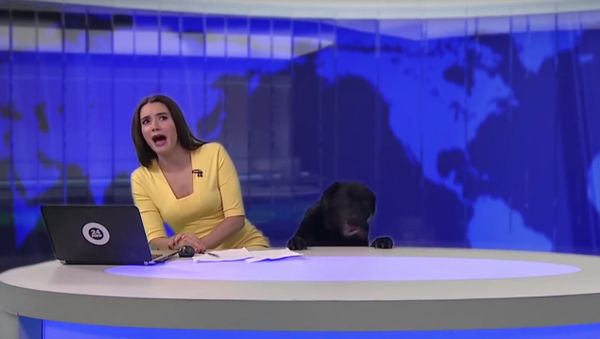 Woof! Dog Interrupts Newscast on Live TV in Russia - Sputnik International