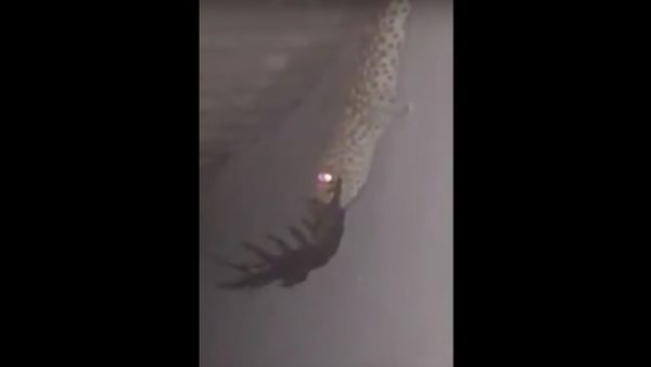 Creepy Crawlers at Night - Sputnik International