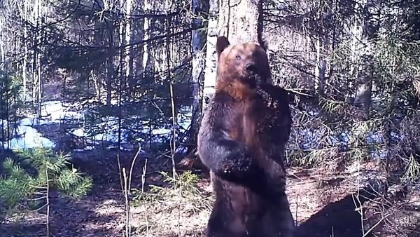 Bear's sexy dance - Sputnik International