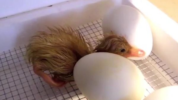 Duck That Cannot Walk: Touching Story That Will Melt Your Heart - Sputnik International