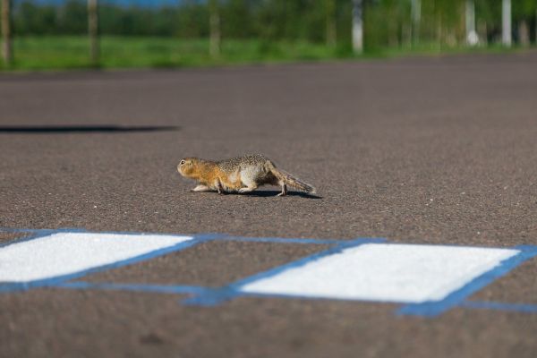 Crosswalk for marmots Crosswalk for marmots - Sputnik International
