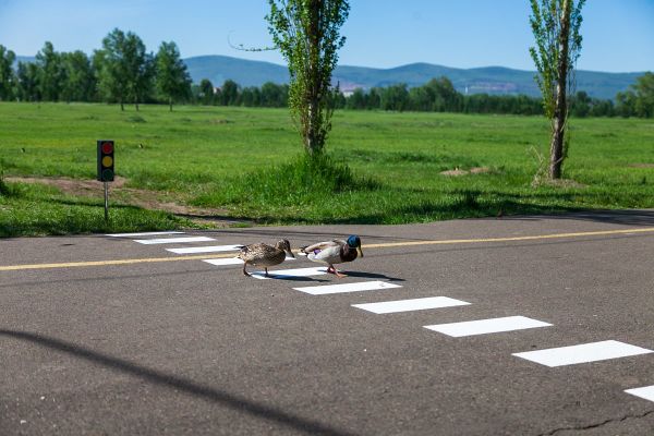 Crosswalk for marmots and ducks Crosswalk for marmots and ducks - Sputnik International