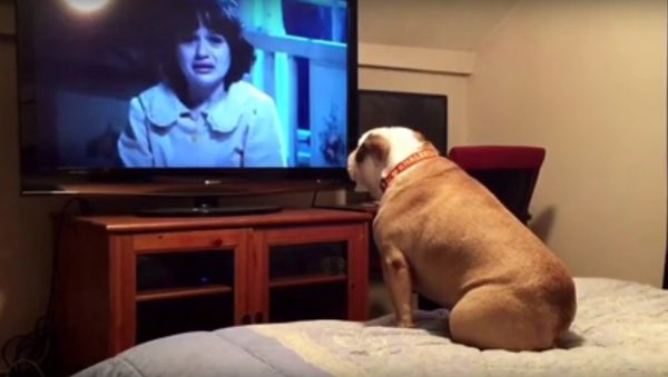 Bulldog watches a horror movie, does something INCREDIBLE during scary scene - Sputnik International