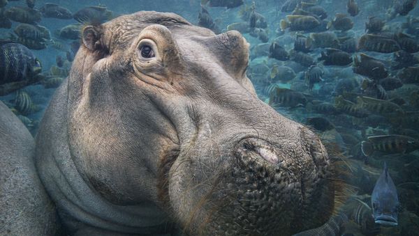 Hippopotamus Underwater - Sputnik International