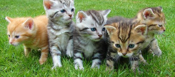 Kittens Kittens - Sputnik International