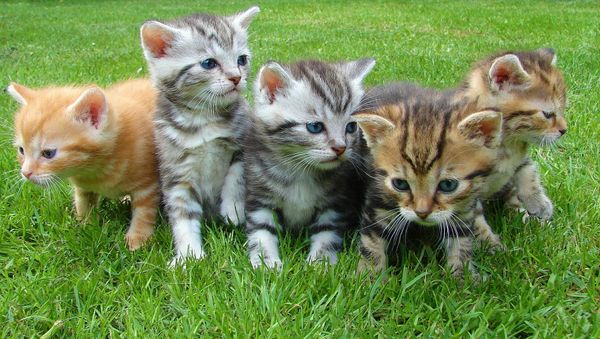 Kittens - Sputnik International