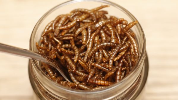 Mealworms Mealworms - Sputnik International