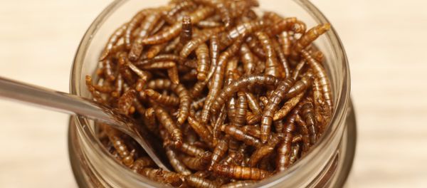 Mealworms - Sputnik International