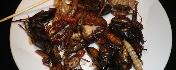 Insects Insects - Sputnik International