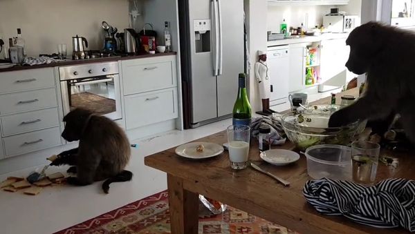 What would you do if you found these guys in your house? - Sputnik International