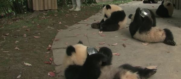Panda cubs drink milk - Sputnik International