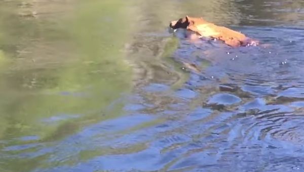 Bear Accidentally Gets Sucked Down Waterfall - Sputnik International