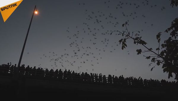 Thousands Of Bats Flying From Under Congress Avenue Bridge - Sputnik International