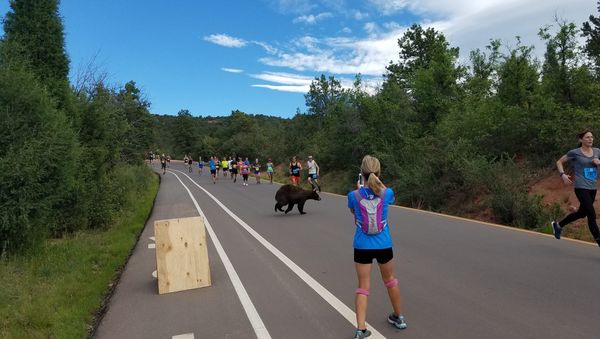 Bear race - Sputnik International