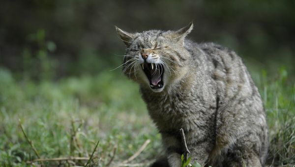 Cat - Sputnik International