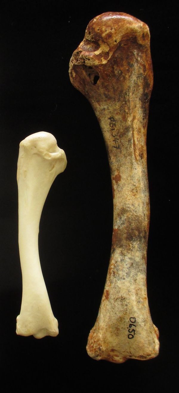 Wing bone of a living Brush-turkey Alectura lathami (left) versus that of an extinct giant megapode, Latagallina naracoortensis Wing bone of a living Brush-turkey Alectura lathami (left) versus that of an extinct giant megapode, Latagallina naracoortensis - Sputnik International