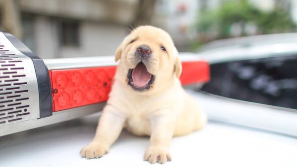 Labrador puppy - Sputnik International