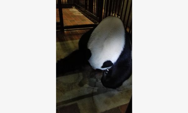 Giant Panda Giant Panda - Sputnik International