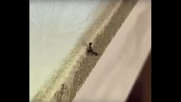 The most savage ant sacrifice of all time... 😱🐜 - Sputnik International