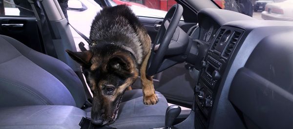 Police dog Police dog - Sputnik International