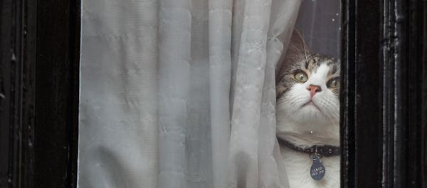 Julian Assange's cat sits at the window of Ecuador's embassy where WikiLeaks founder Julian Assange is taking refuge, in London, Britain Julian Assange's cat sits at the window of Ecuador's embassy where WikiLeaks founder Julian Assange is taking refuge, in London, Britain - Sputnik International