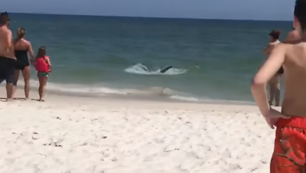 Alabama Swimmers Startled by Shark - Sputnik International