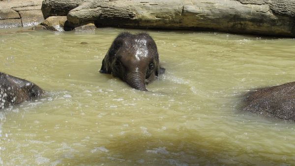 Elephant calf Elephant calf - Sputnik International