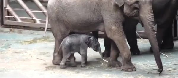 Baby Elephant Born in the Moscow Zoo - Sputnik International