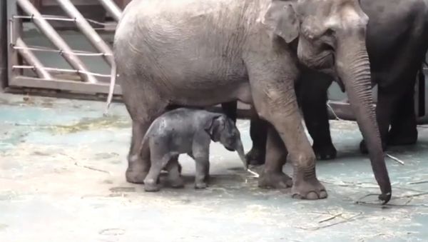 Baby Elephant Born in the Moscow Zoo - Sputnik International