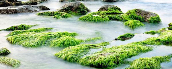 Seaweed Seaweed - Sputnik International