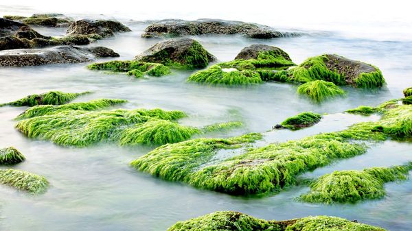 Seaweed - Sputnik International