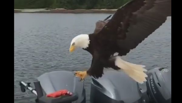 WOW! Up Close and Personal with a Bald Eagle - Sputnik International