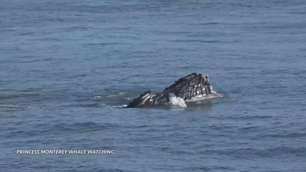 Whale Watchers Witness Humpbacks in Feeding Frenzy - Sputnik International