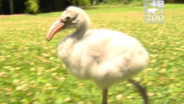 Flamingo Chick Getting Some Exercise - Cincinnati Zoo - Sputnik International