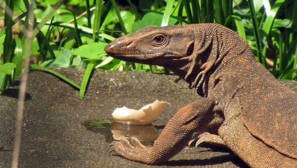 Monitor lizard - Sputnik International