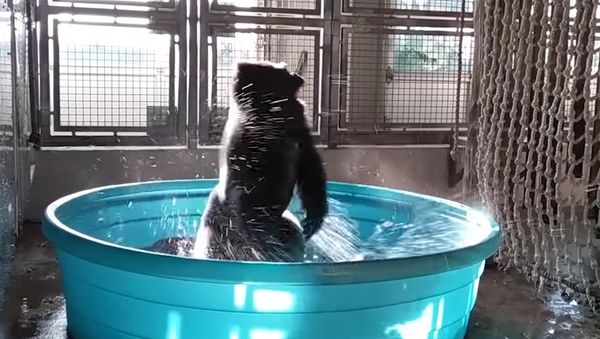 Breakdancing Gorilla Enjoys Pool Behind-the-Scenes - Sputnik International
