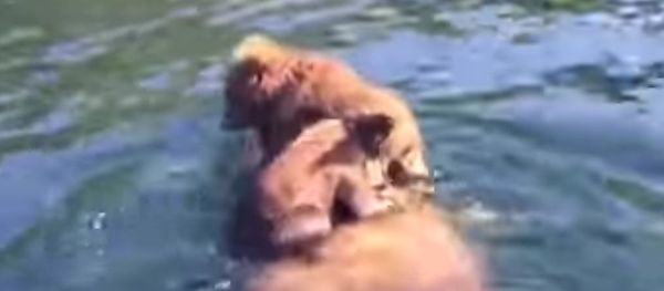 Grizzly Cubs Hitch a Ride Grizzly Cubs Hitch a Ride - Sputnik International