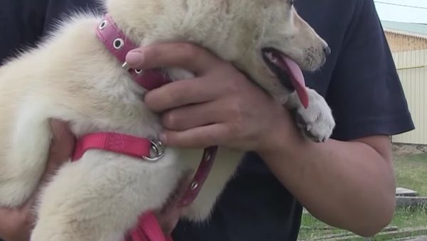 Cloning May Revive Yakutian Laika Breed - Sputnik International