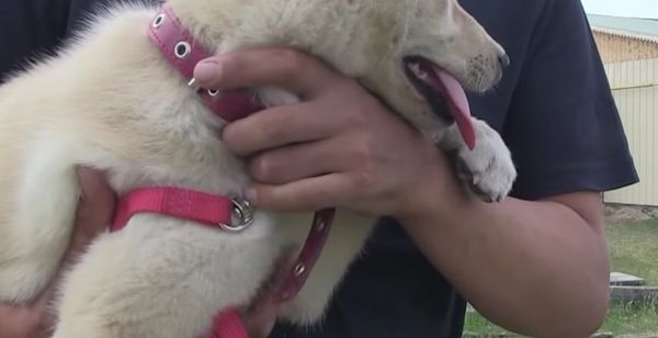 Cloning May Revive Yakutian Laika Breed Cloning May Revive Yakutian Laika Breed - Sputnik International