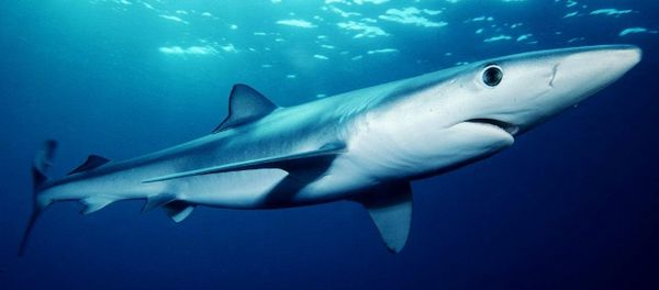 Blue shark (Prionace glauca) off southern California Blue shark (Prionace glauca) off southern California - Sputnik International