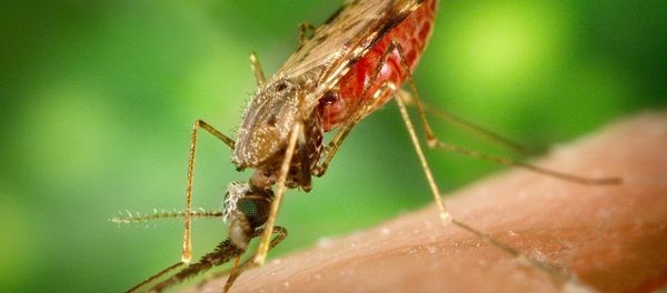Malaria Malaria - Sputnik International