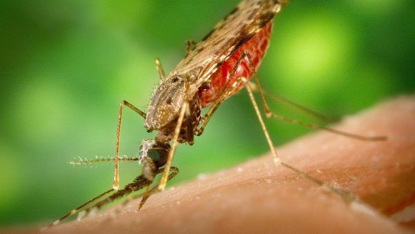 Malaria  - Sputnik International