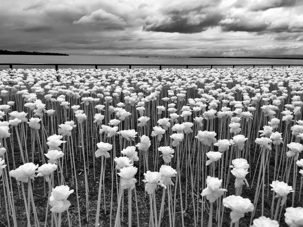 Winners of the 2017 iPhone Photography Awards Announced Winners of the 2017 iPhone Photography Awards Announced - Sputnik International