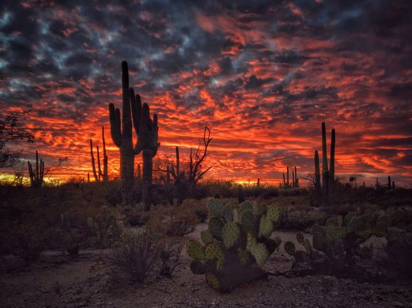 Winners of the 2017 iPhone Photography Awards Announced Winners of the 2017 iPhone Photography Awards Announced - Sputnik International