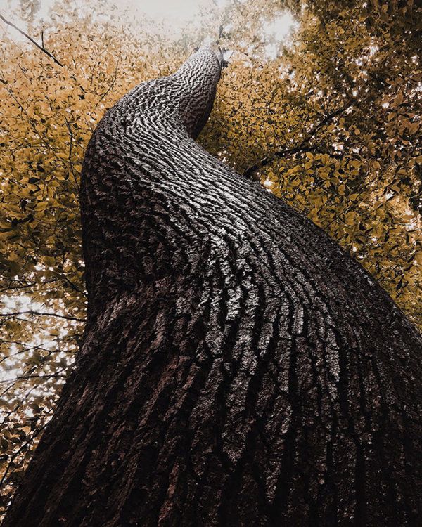 Winners of the 2017 iPhone Photography Awards Announced Winners of the 2017 iPhone Photography Awards Announced - Sputnik International