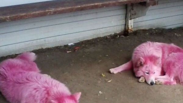 Pink dogs - Sputnik International