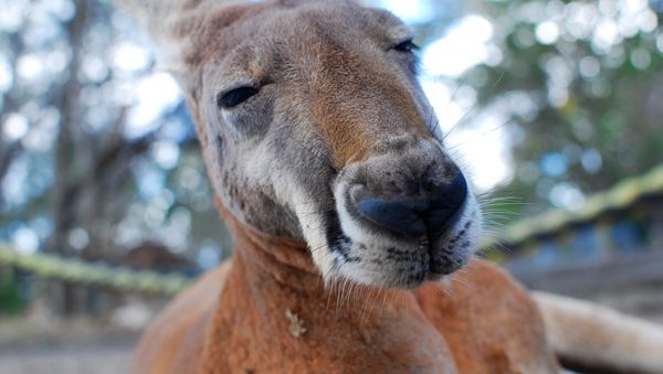 Kangaroo - Sputnik International