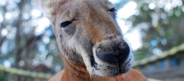 Kangaroo - Sputnik International