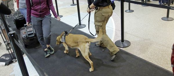 Bruce sniffs passengers while working with JoAnne Vasek, his Transportation Security Administration explosive detection canine handler at the Salt Lake City International Airport's security gate Tuesday, June 13, 2017, in Salt Lake City Bruce sniffs passengers while working with JoAnne Vasek, his Transportation Security Administration explosive detection canine handler at the Salt Lake City International Airport's security gate Tuesday, June 13, 2017, in Salt Lake City - Sputnik International